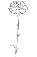 Garoafa