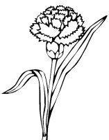 Garoafa