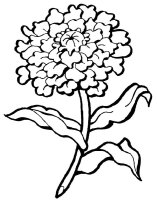 Garoafa