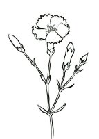 Garoafa