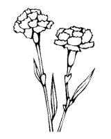 Garoafa