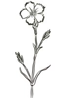 Garoafa