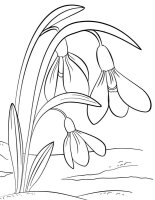 Ghiocei