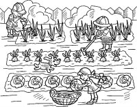 Gradina de legume