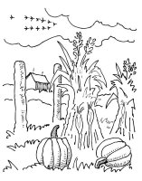 Gradina de legume