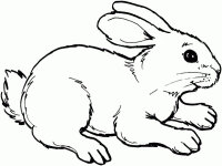 Iepuras