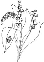 Lacramioare
