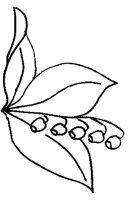 Lacramioare