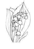 Lacramioare