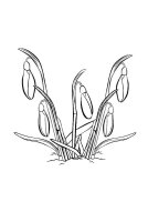 Lacramioare