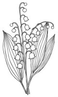 Lacramioare