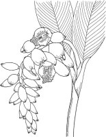 Lacramioare