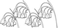 Lacramioare