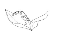 Lacramioare