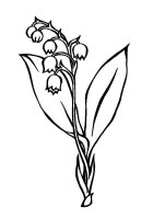 Lacramioare