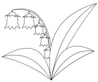 Lacramioare