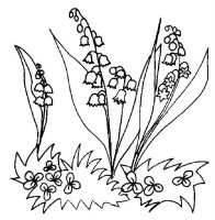 Lacramioare