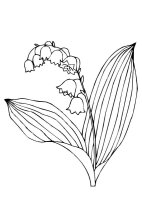 Lacramioare
