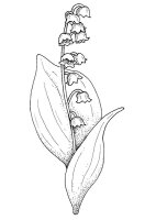 Lacramioare