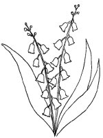 Lacramioare