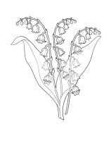 Lacramioare