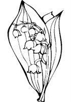 Lacramioare