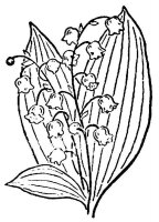 Lacramioare