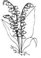 Lacramioare
