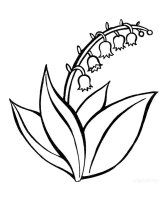 Lacramioare