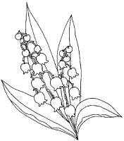 Lacramioare