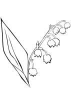 Lacramioare