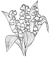 Lacramioare