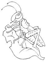 Lacusta