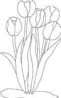 Lalea