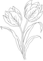 Lalea