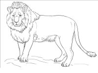 Leu