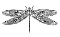 Libelula
