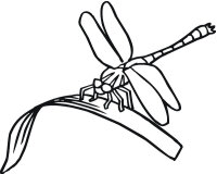 Libelula