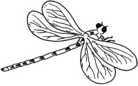 Libelula