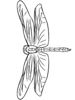 Libelula