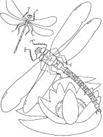 Libelula