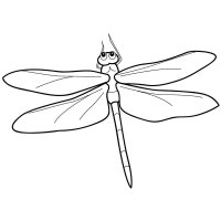 Libelula