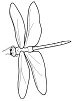 Libelula