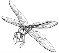 Libelula