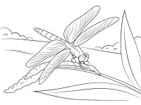 Libelula