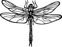 Libelula