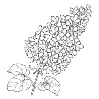Liliac