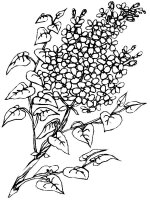 Liliac