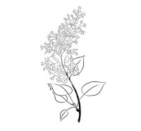 Liliac
