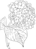 Liliac